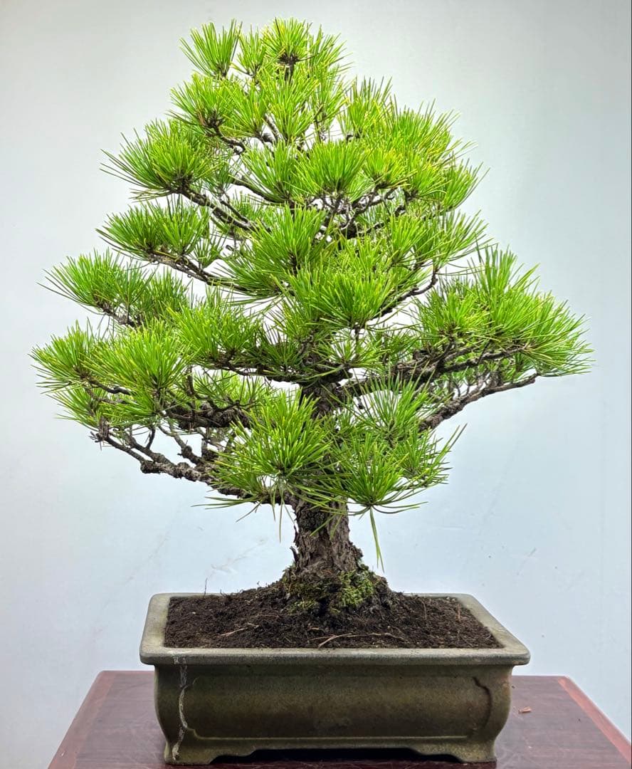 黒松盆栽❹☆☆☆☆