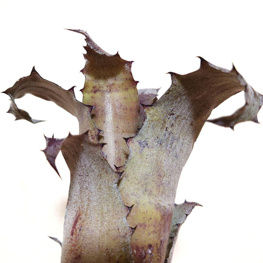 ブロメリア・エアープランツ Hohenbergia magnispina from T'sTROPICALS