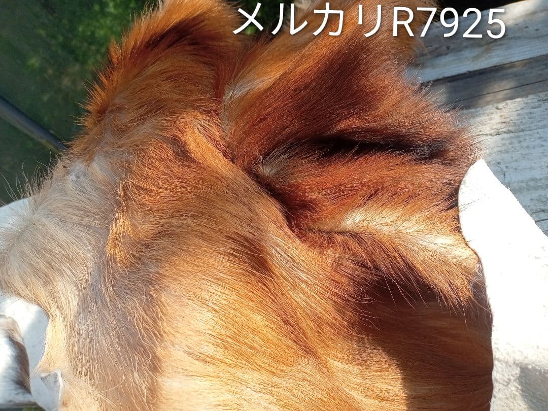 天然日本鹿　夏毛　毛皮