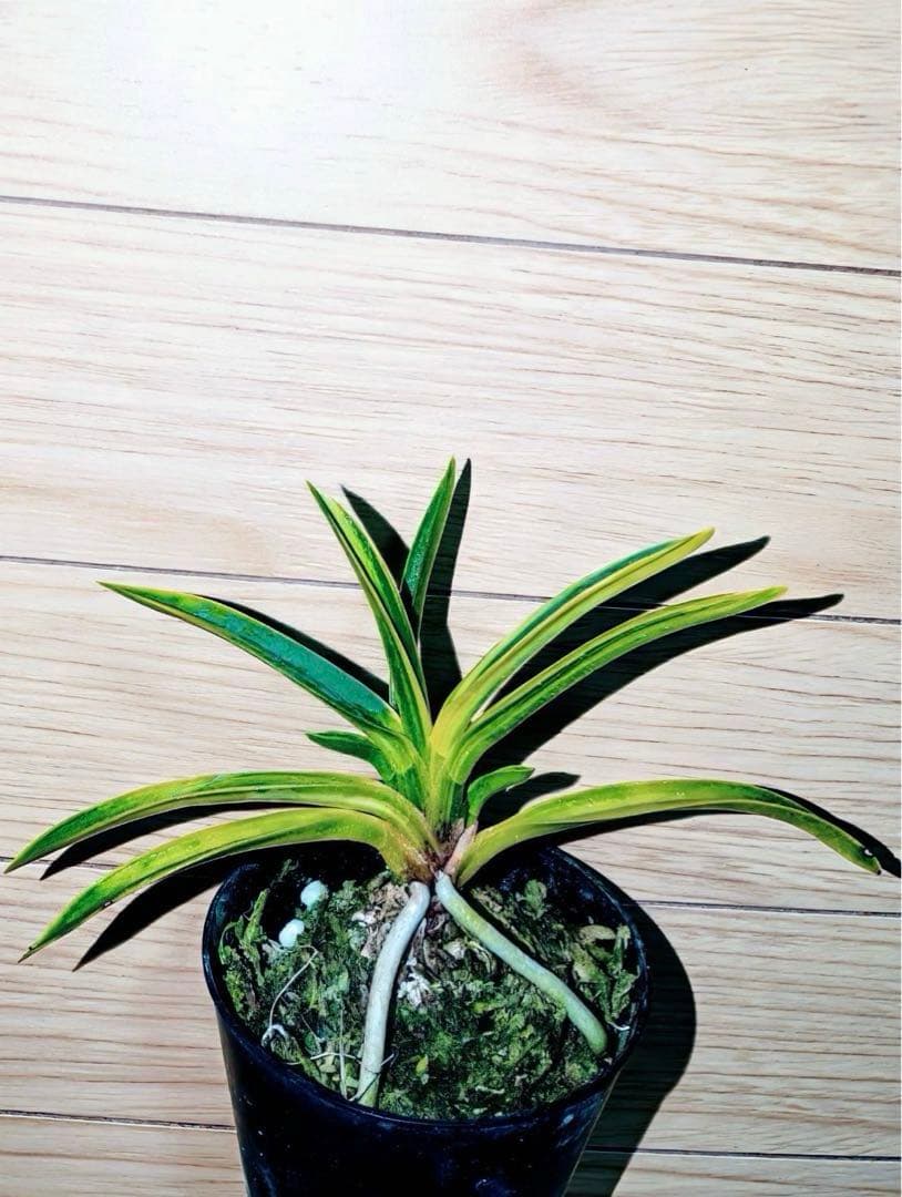 【迎春特別出品】富貴蘭「天王羆の縞」