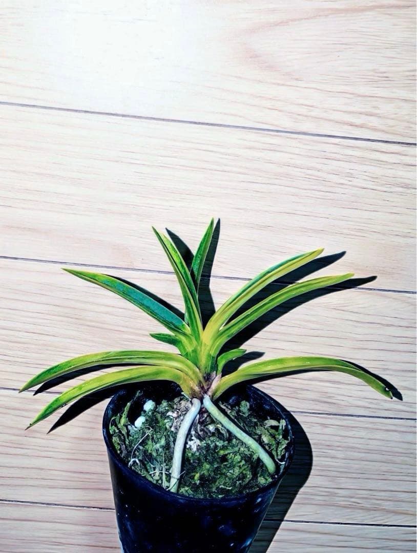 【迎春特別出品】富貴蘭「天王羆の縞」