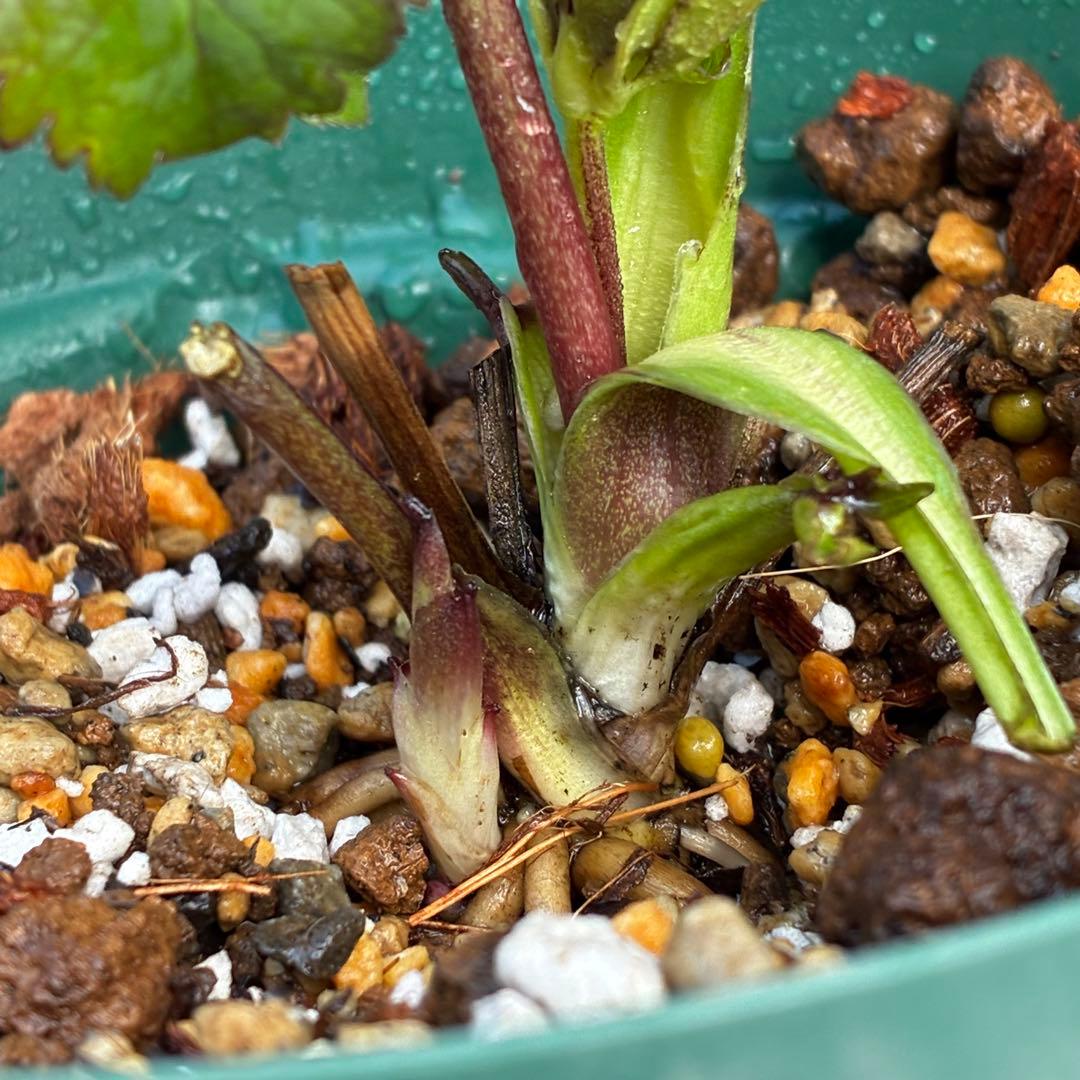 u*0様 3542☘️蕾花タグ付☘️⭐️ポーセリン⭐️小輪⭐️素敵な苞葉⭐️超コ