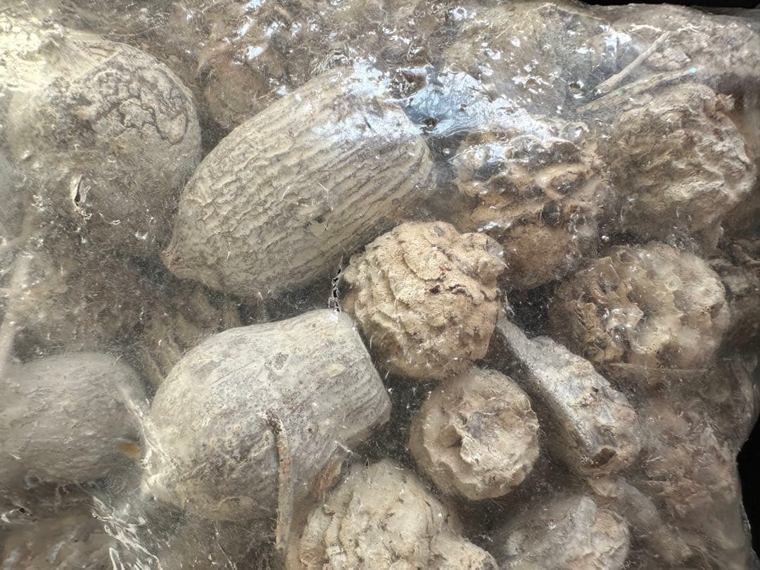 クラフト　クリスマスデコレーション　ミックスコーン　松ぼっくり　3点