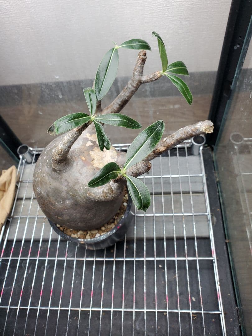 Pachypodium gracilius グラキリス まん丸良型 【発根済み】