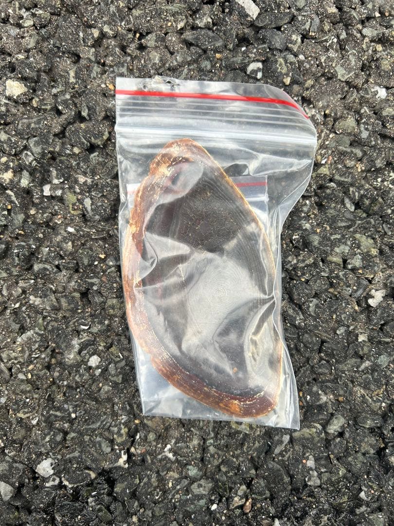 特大　法螺貝　41.5cm 美品　蓋付