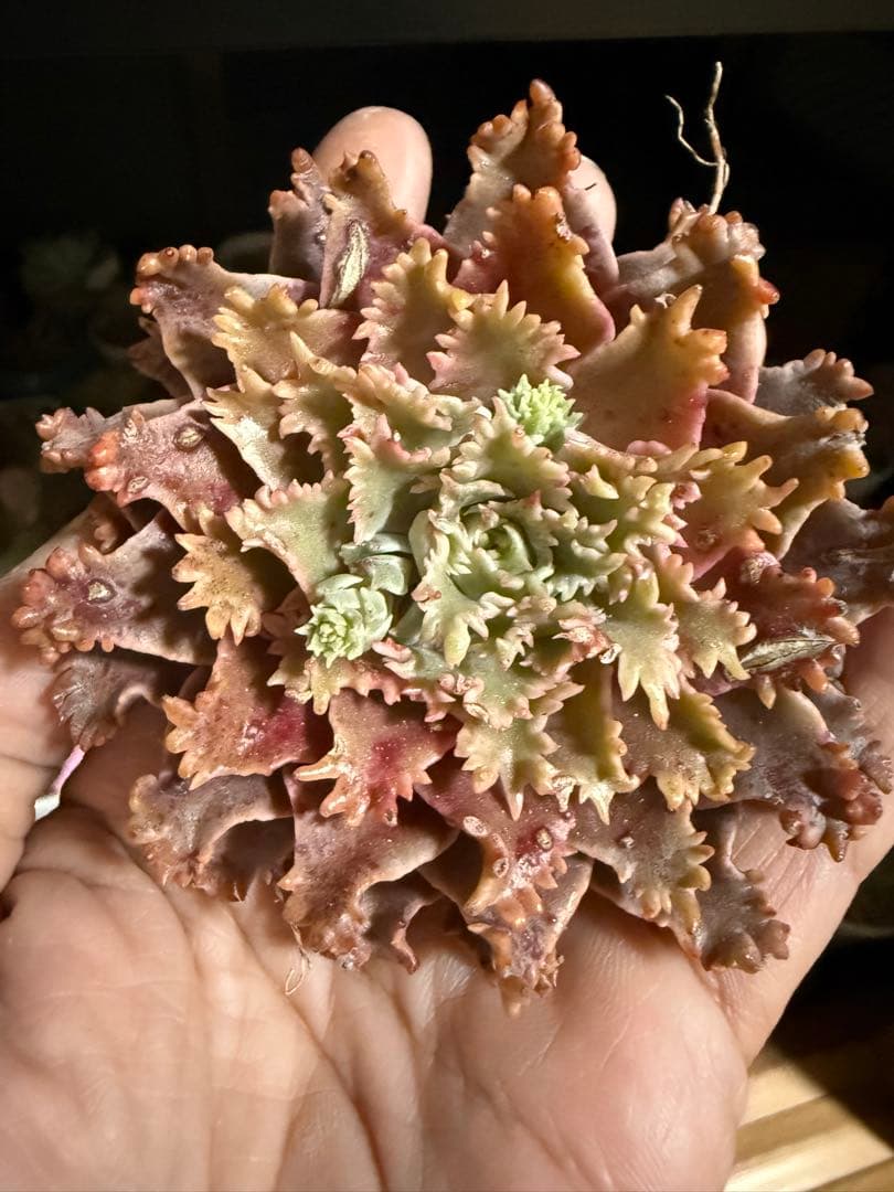 多肉植物　✨スターファイヤー✨　カット苗　札なし　大きめ　美苗　速達orヤマト便