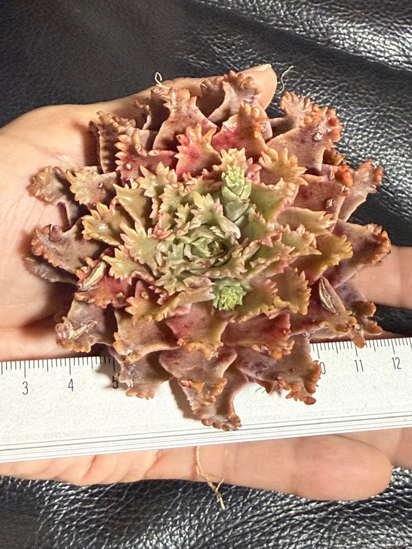 多肉植物　✨スターファイヤー✨　カット苗　札なし　大きめ　美苗　速達orヤマト便