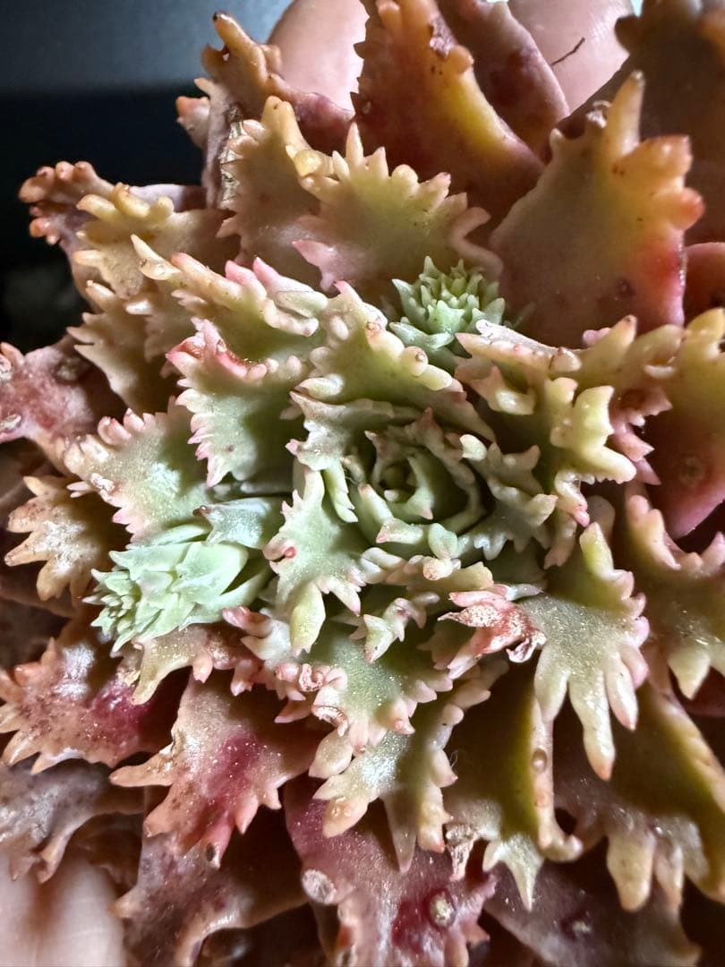 多肉植物　✨スターファイヤー✨　カット苗　札なし　大きめ　美苗　速達orヤマト便