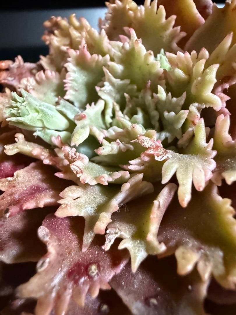 多肉植物　✨スターファイヤー✨　カット苗　札なし　大きめ　美苗　速達orヤマト便