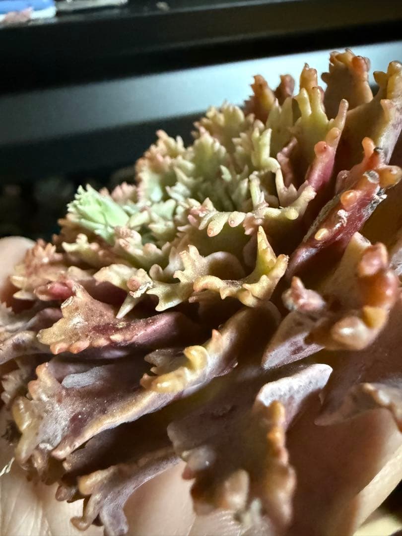 多肉植物　✨スターファイヤー✨　カット苗　札なし　大きめ　美苗　速達orヤマト便