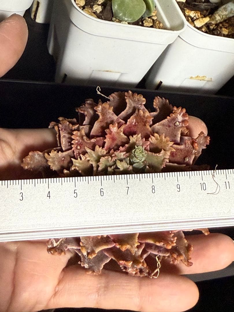 多肉植物　✨スターファイヤー✨　カット苗　札なし　大きめ　美苗　速達orヤマト便