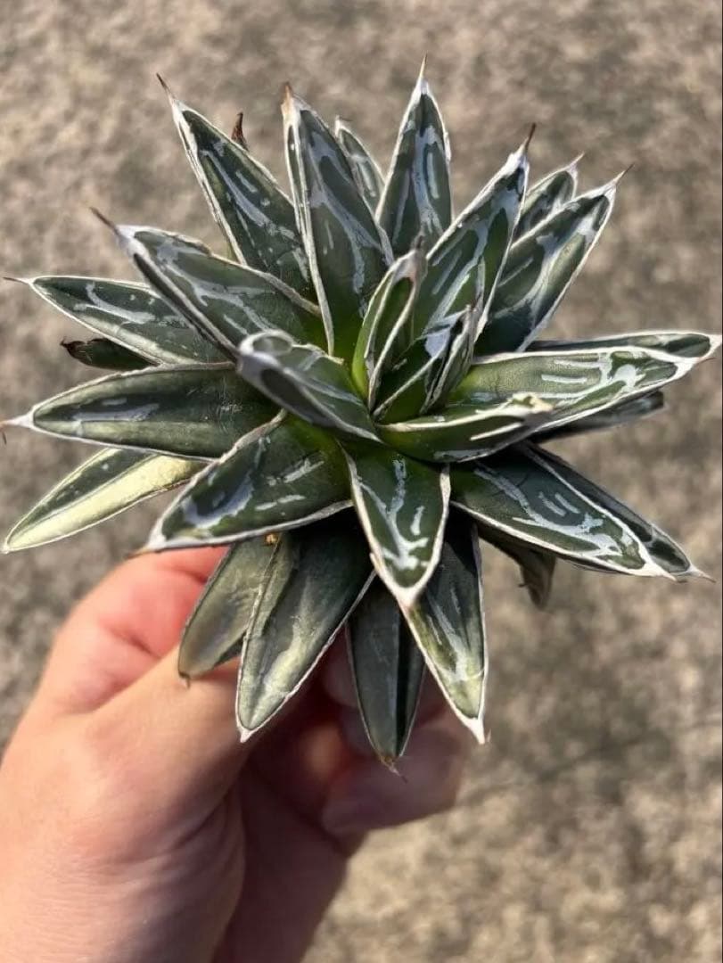 アガベ　笹の雪　白外斑入　子株3個付　極上株