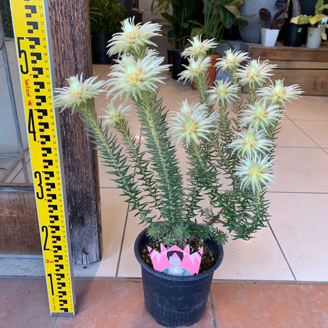 希少 フィリカ ハイドラ 3