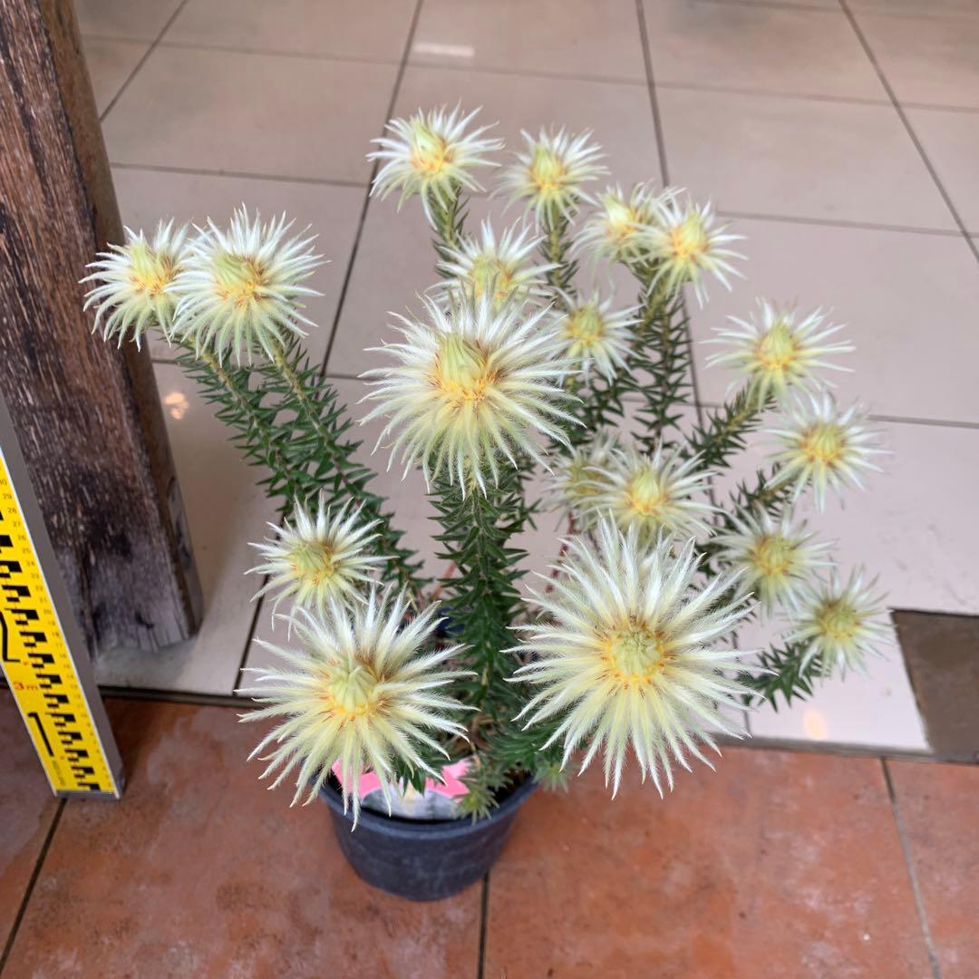 希少 フィリカ ハイドラ 3