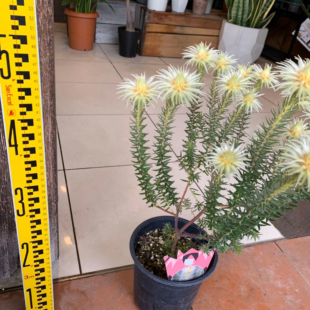 希少 フィリカ ハイドラ 3