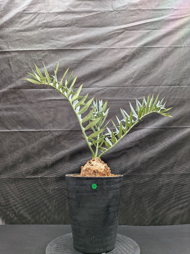 16 エンセファラルトス ホリダス 特大 丸々