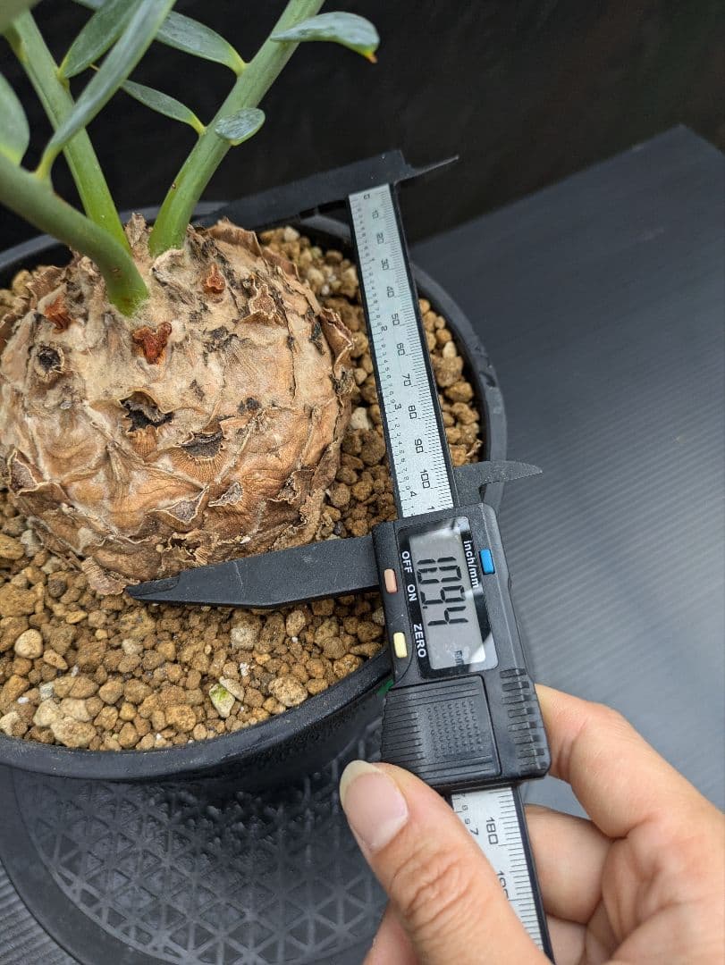 16 エンセファラルトス ホリダス 特大 丸々