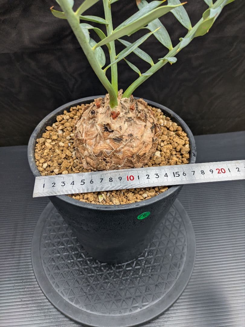 16 エンセファラルトス ホリダス 特大 丸々