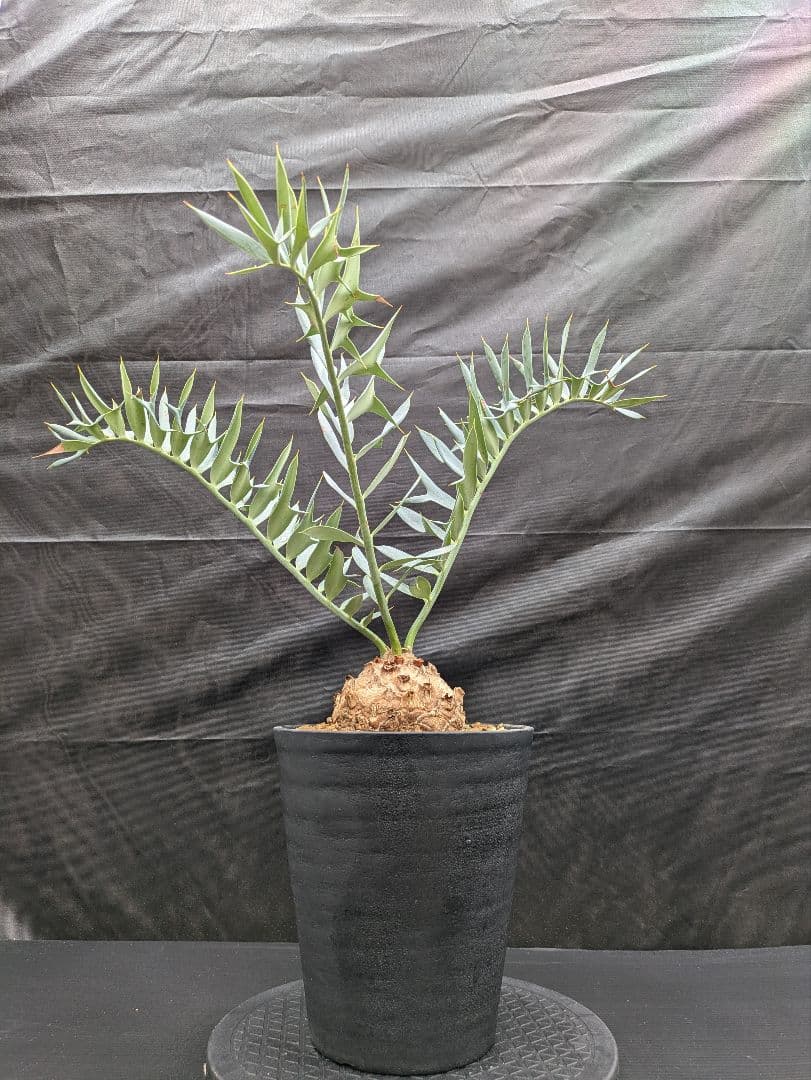 16 エンセファラルトス ホリダス 特大 丸々