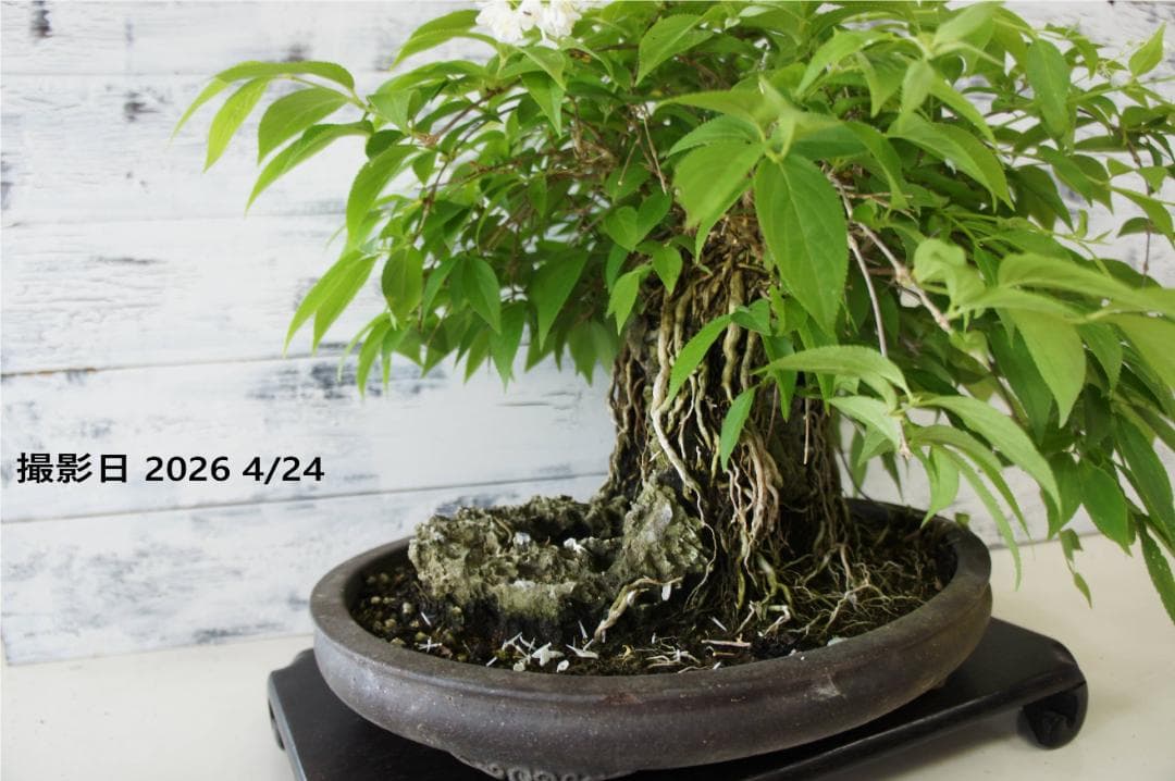 盆栽 『ウツギ 石付き』 石 インテリア 観葉植物 園芸 送料無料 b109