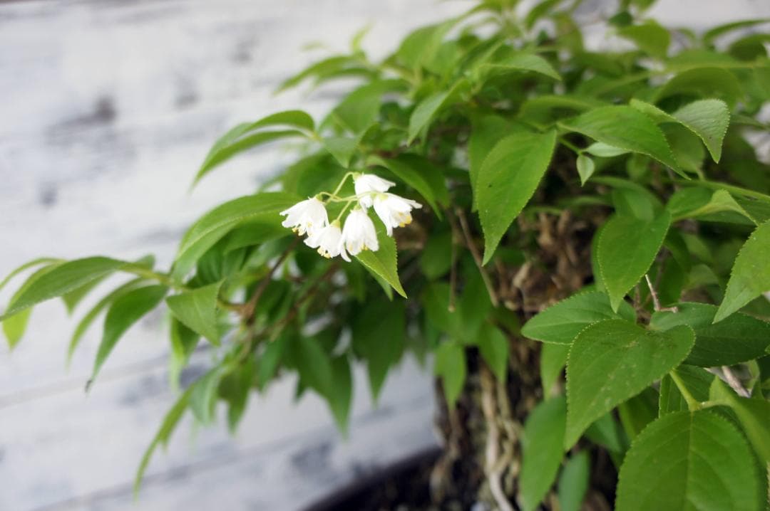 盆栽 『ウツギ 石付き』 石 インテリア 観葉植物 園芸 送料無料 b109