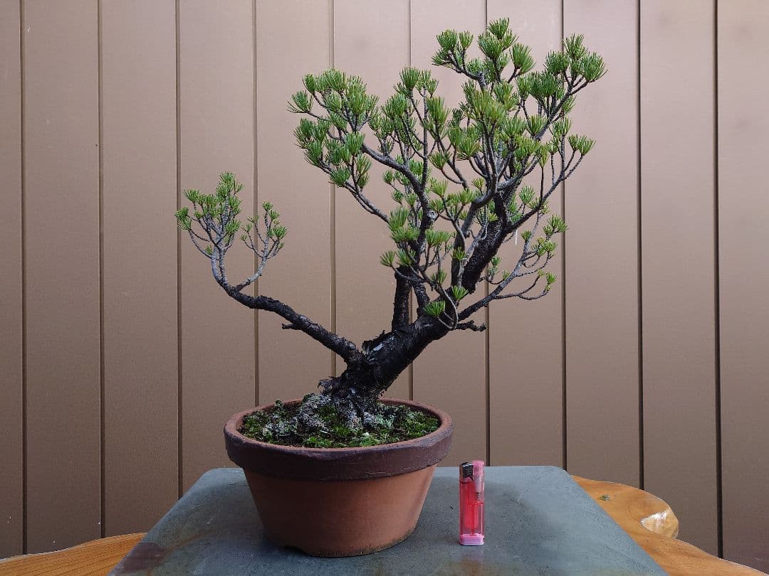 盆栽　五葉松　樹高40cm