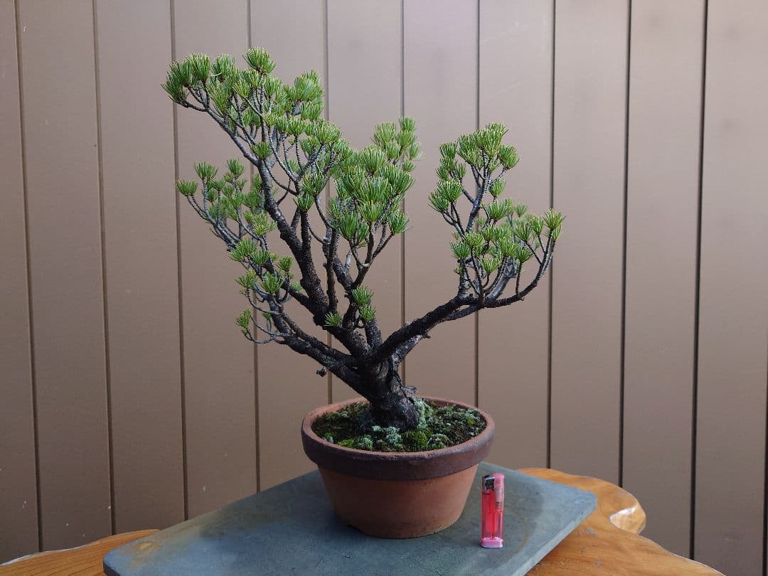 盆栽　五葉松　樹高40cm