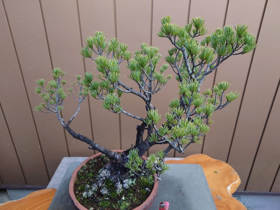盆栽　五葉松　樹高40cm