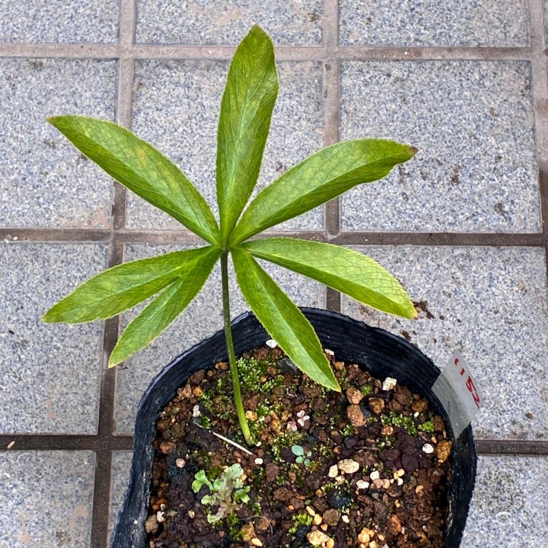 ま*️様 1152 ⭐️超レア⭐️【ハート❤️利休】クリスマスローズ