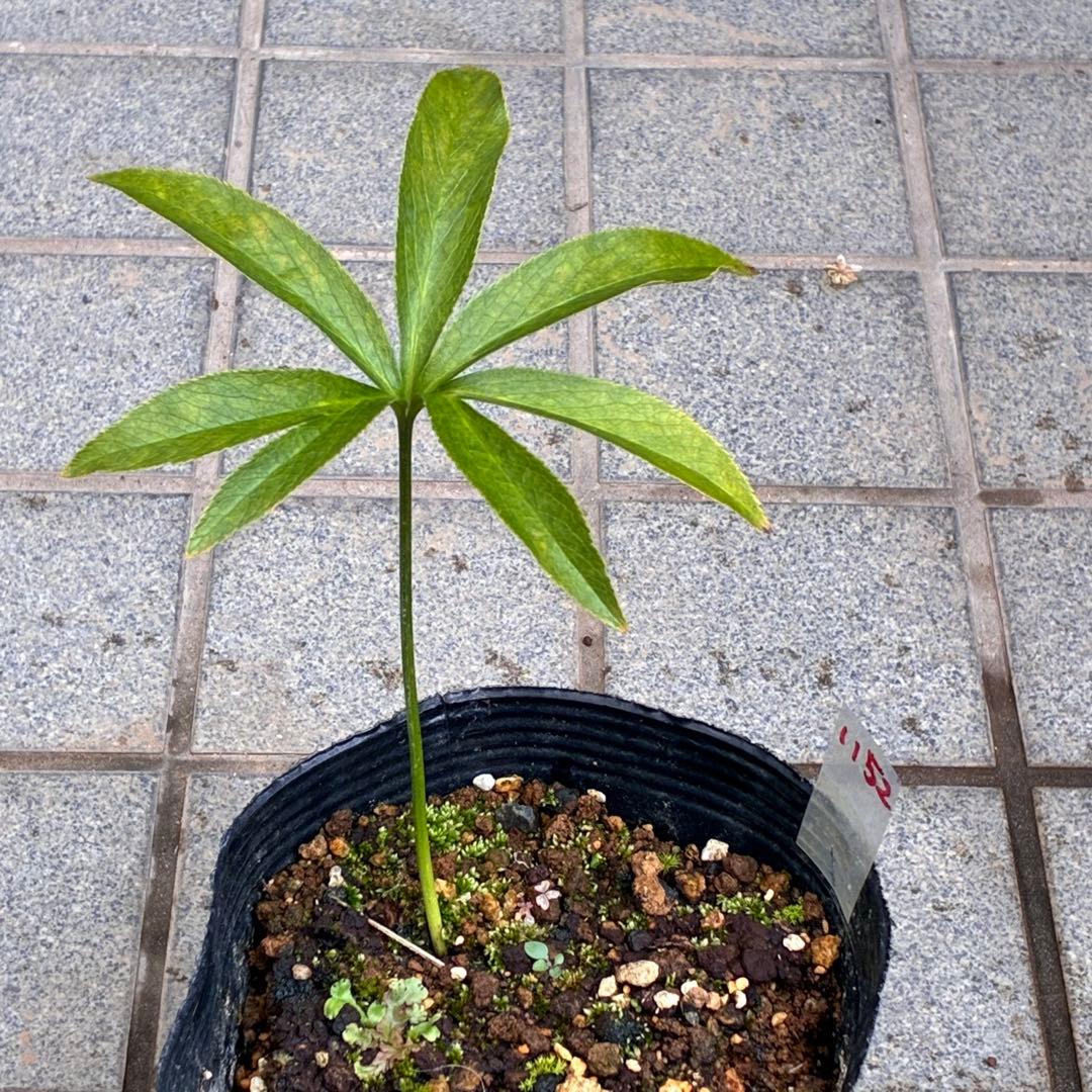 ま*️様 1152 ⭐️超レア⭐️【ハート❤️利休】クリスマスローズ