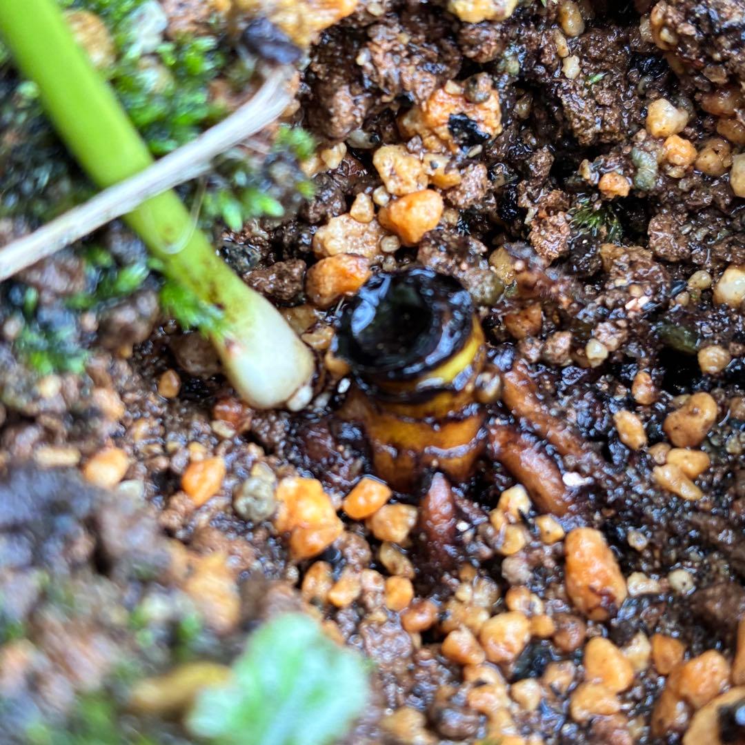 ま*️様 1152 ⭐️超レア⭐️【ハート❤️利休】クリスマスローズ