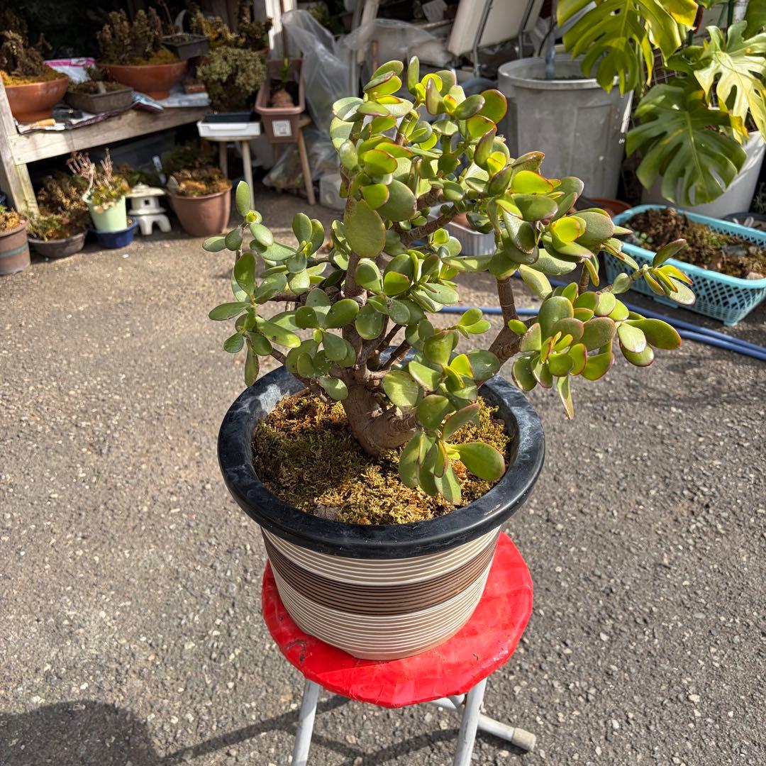 0011 金のなる木 5円玉2個挿入 幹の太様19cm 高さ 60cm