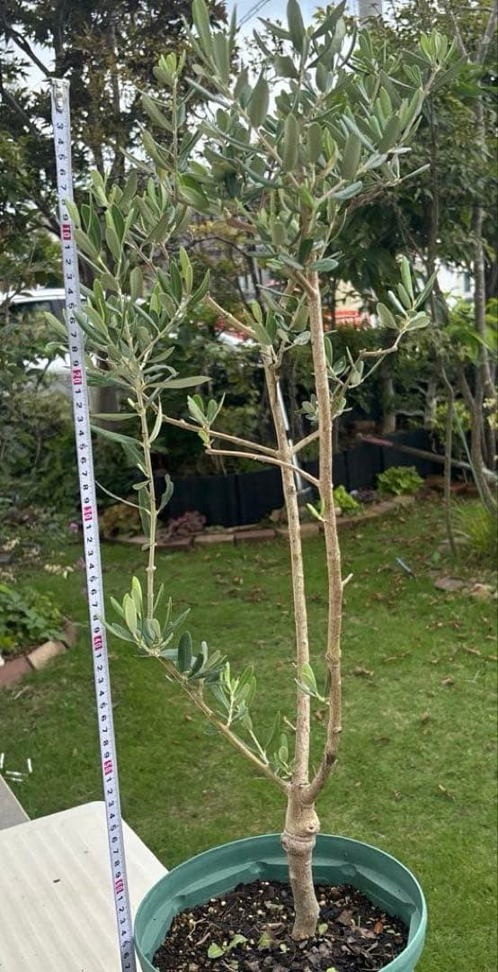 オリーブの木　ブガ　接木　植物　シンボルツリー