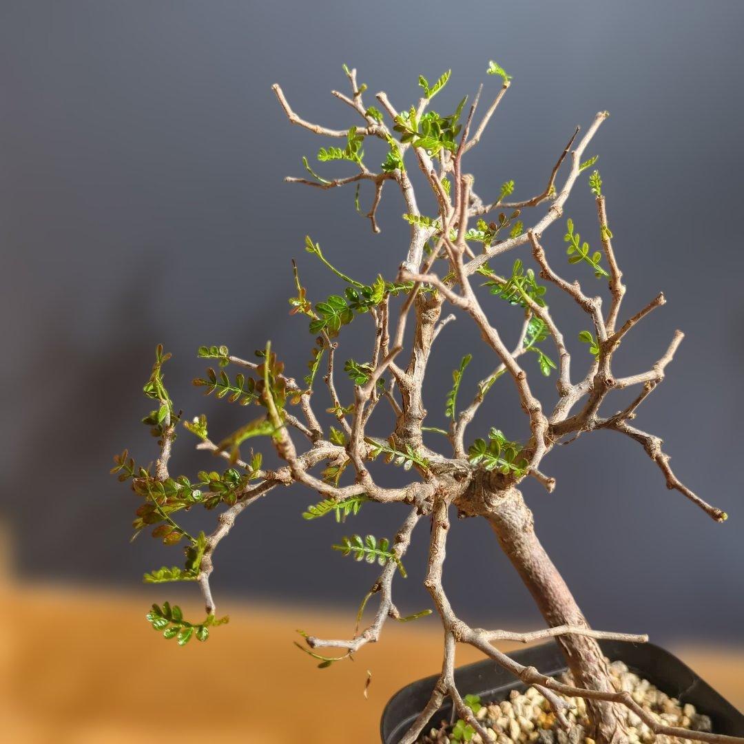 1/20写真更新　オペルクリカリアパキプス　実生　3年目