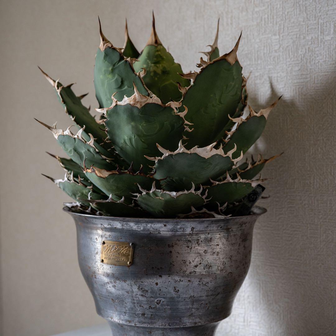 アガベ　チタノタ　オテロイ　大株　親株