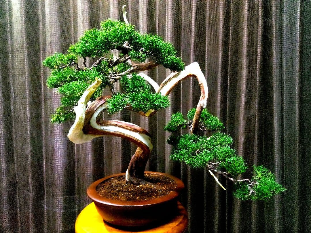 【中品　真柏盆栽】　　　　　 ⭕山木風に仕上げた一品❗