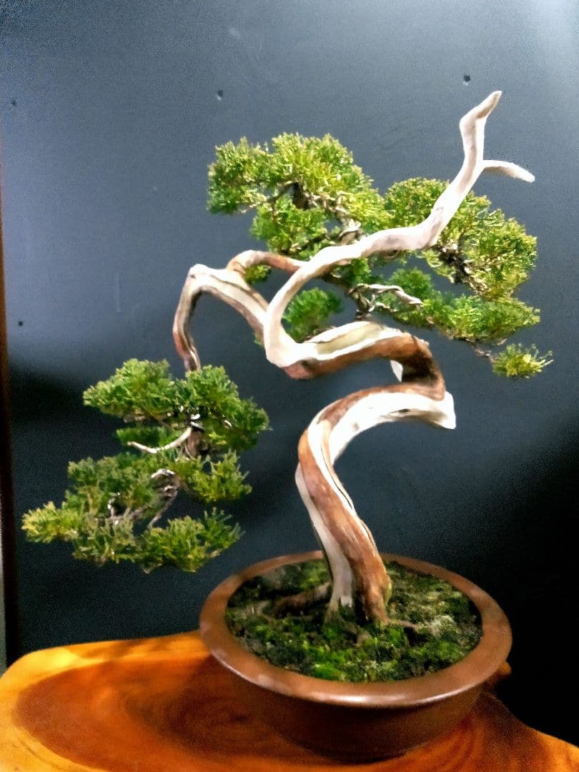 【中品　真柏盆栽】　　　　　 ⭕山木風に仕上げた一品❗