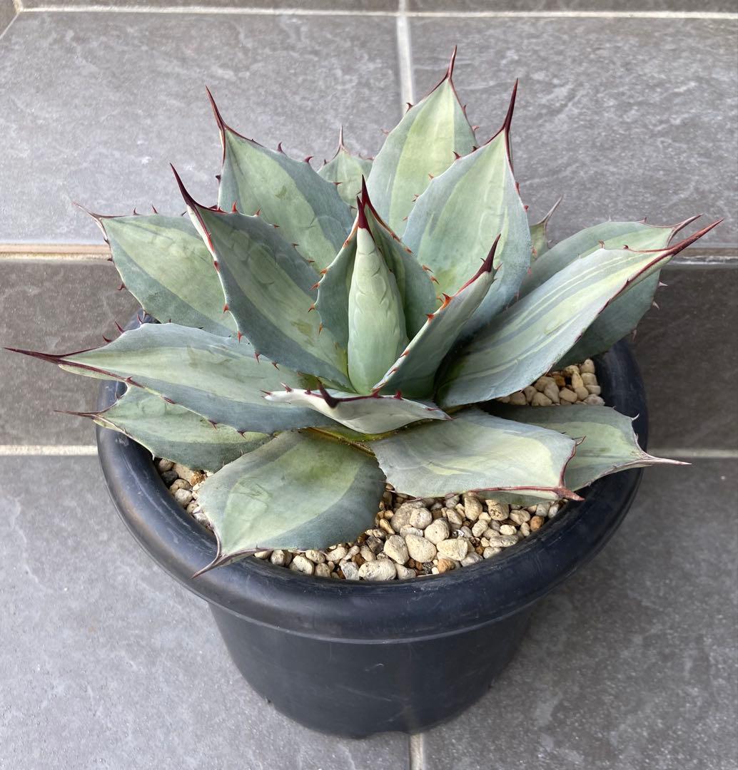 アガベ　パリー　吉祥天錦、径 約26㎝、7号鉢、斑入り（鉢のまま発送）