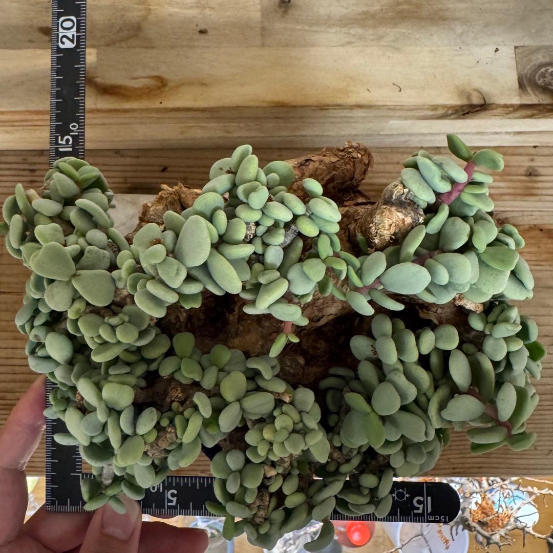 超大型 ケラリア ピグマエア 発根済み 現地球XXLサイズ 鉢ごと発送