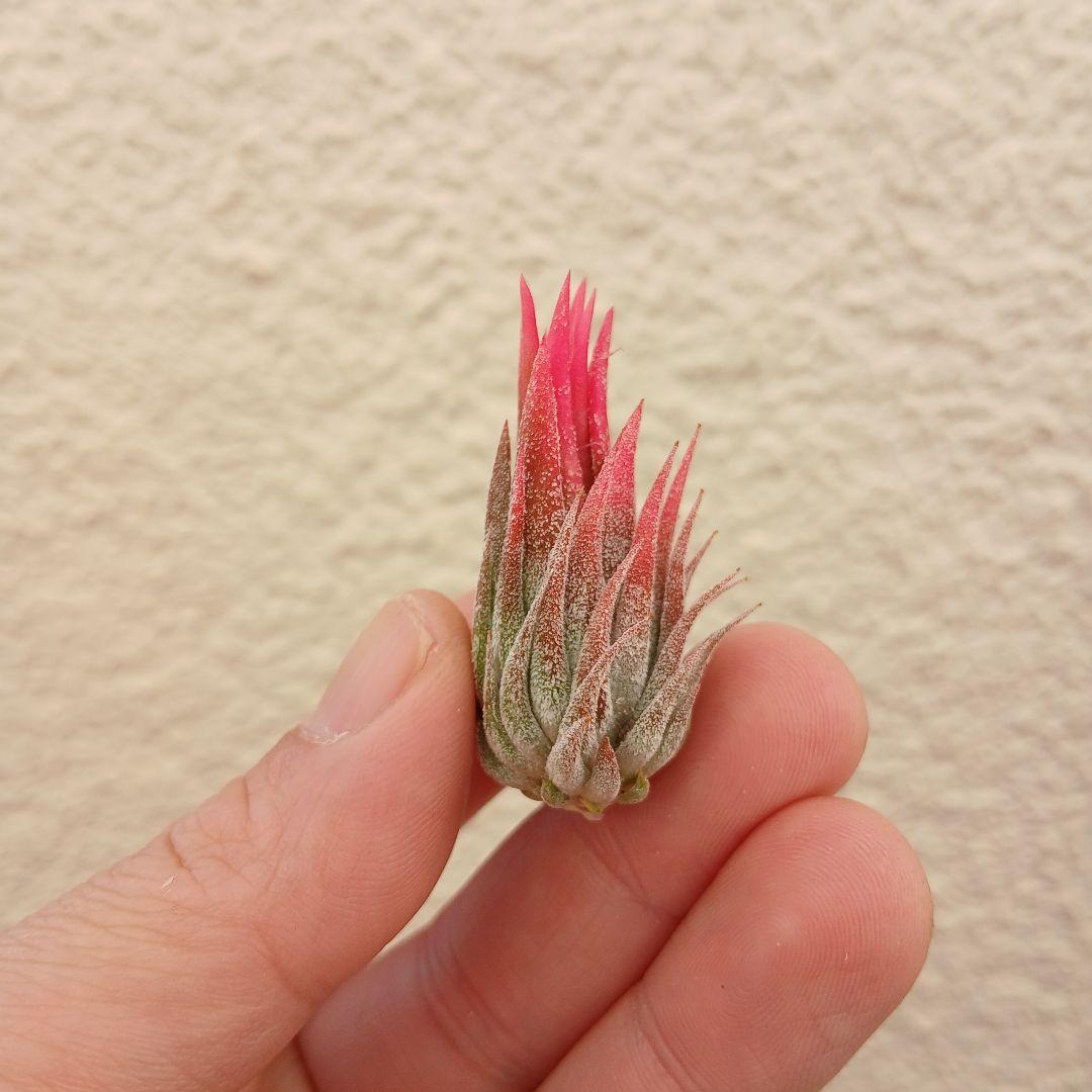 ブロメリア・エアープランツ tillandsia ionantha Apretado (RFI)