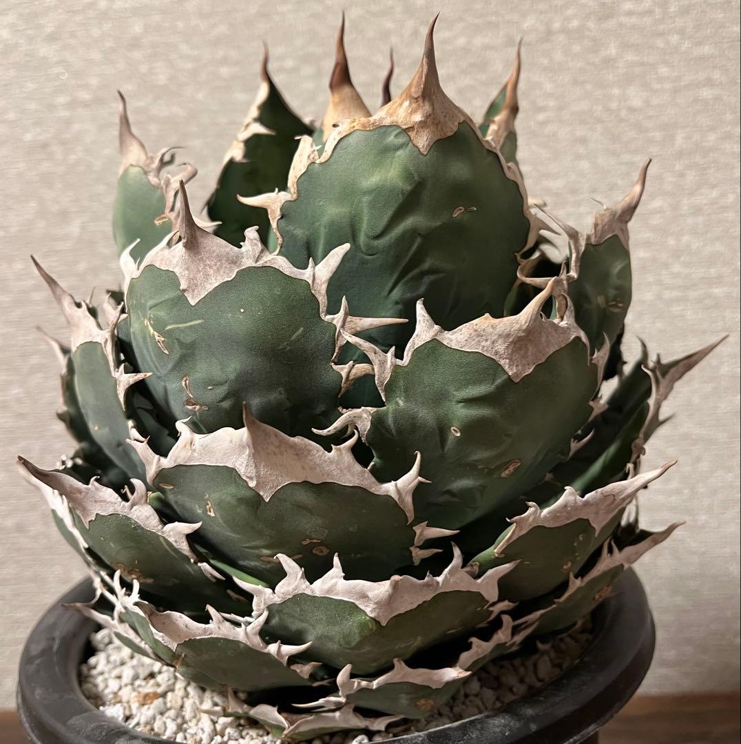 【値下げ】コレクション株　アガベ　ノーネーム　ボールタイプ　極上株