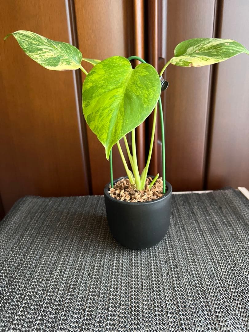 斑入りモンステラデリショーサイエローマリリン