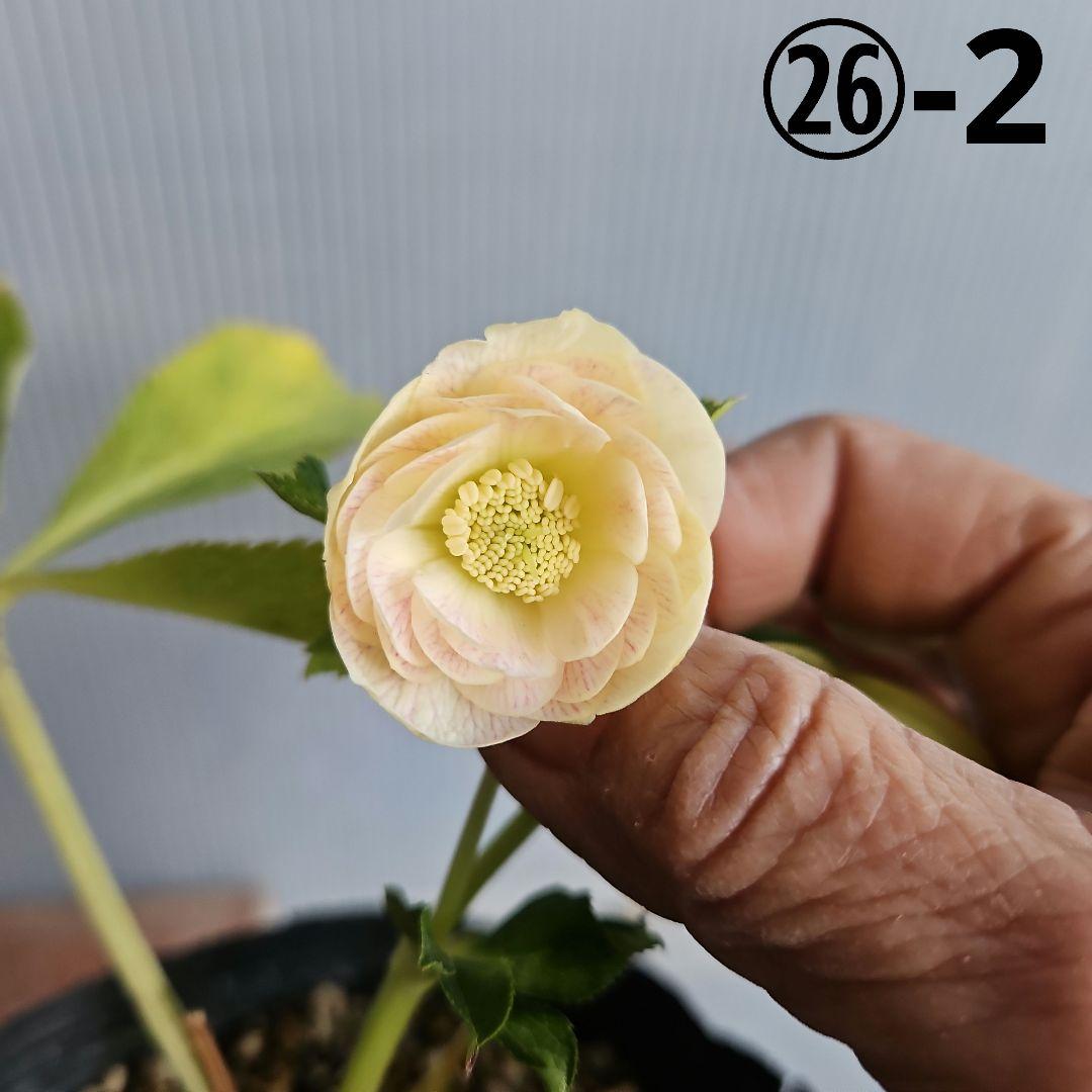 K.様ご購入苗㉖-2㉖-6クリスマスローズ