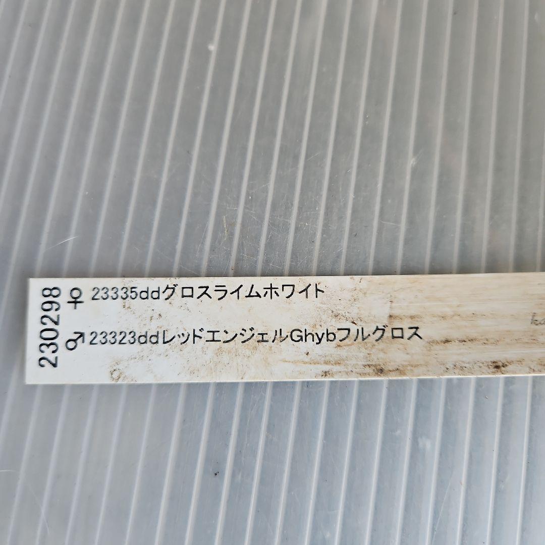 K.様ご購入苗㉖-2㉖-6クリスマスローズ