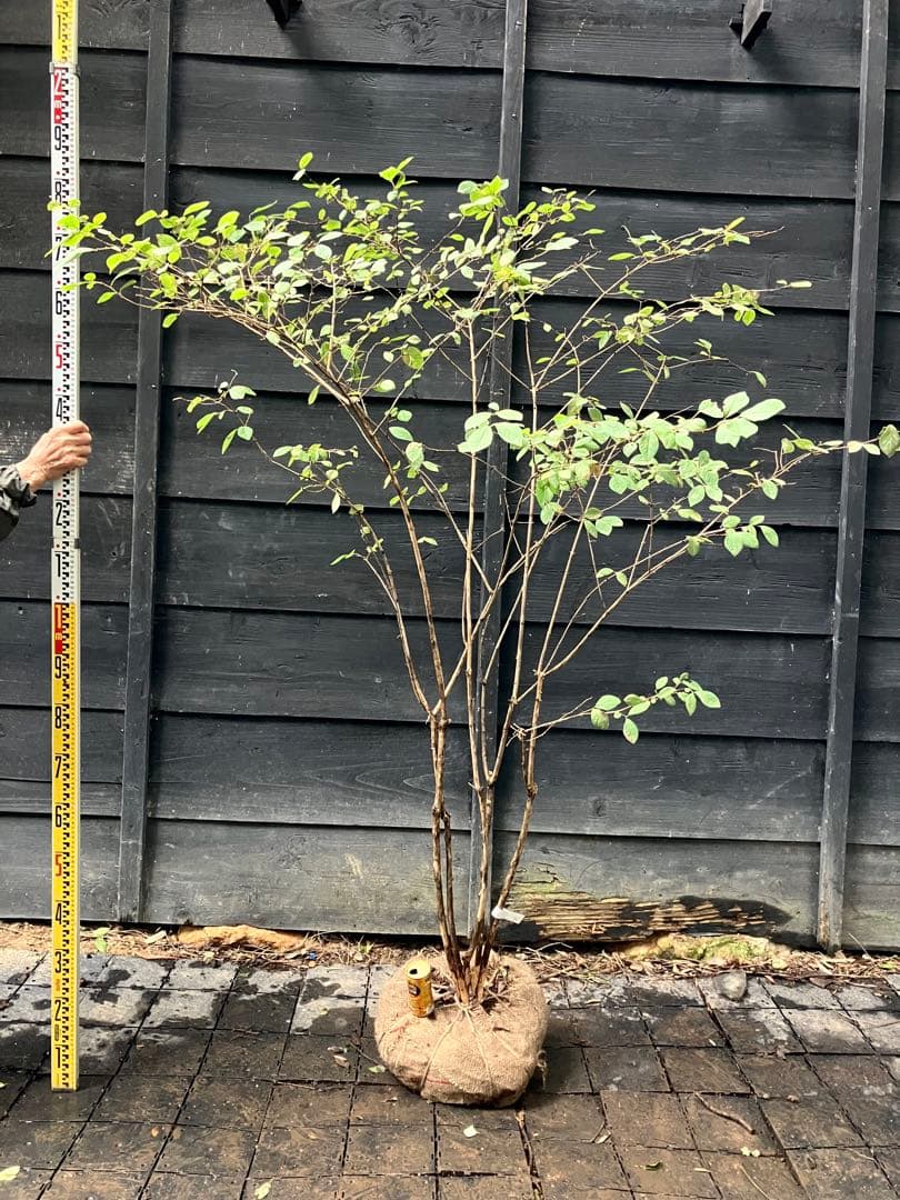 70 山採り　ウグイスカグラ