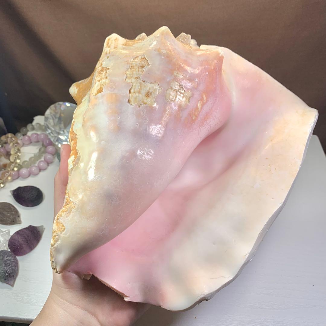 3.大きいクイーンコンクシェル・母貝、貝殻