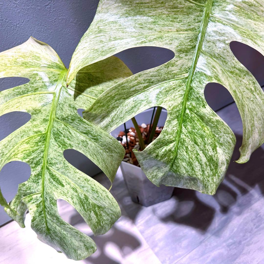 ワ*ル様 モンステラ フルミント Monstera Full Mint 斑入り