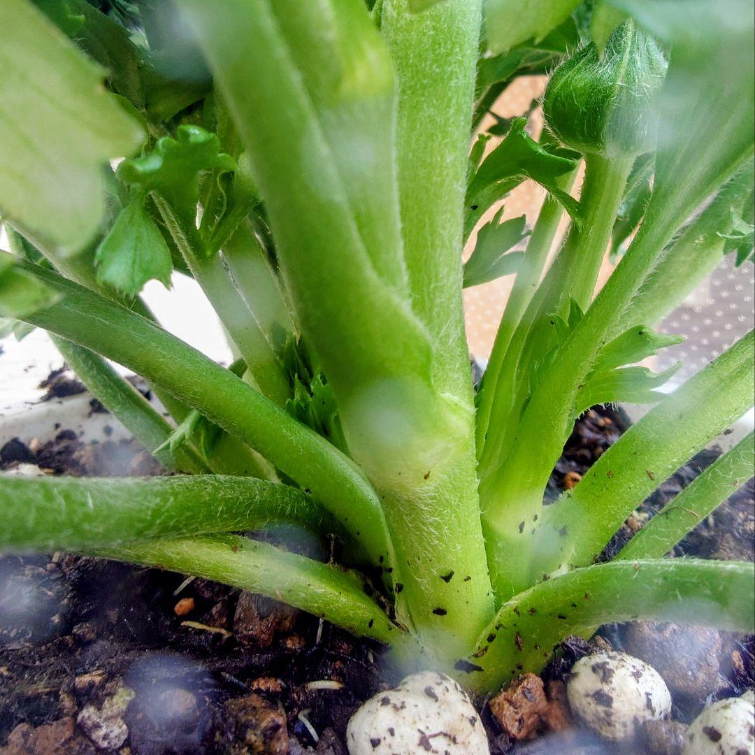 宿根草【タグ付】ラナンキュラスポンポン『マルヴァ』超大輪【５号】ポット苗　発送♪