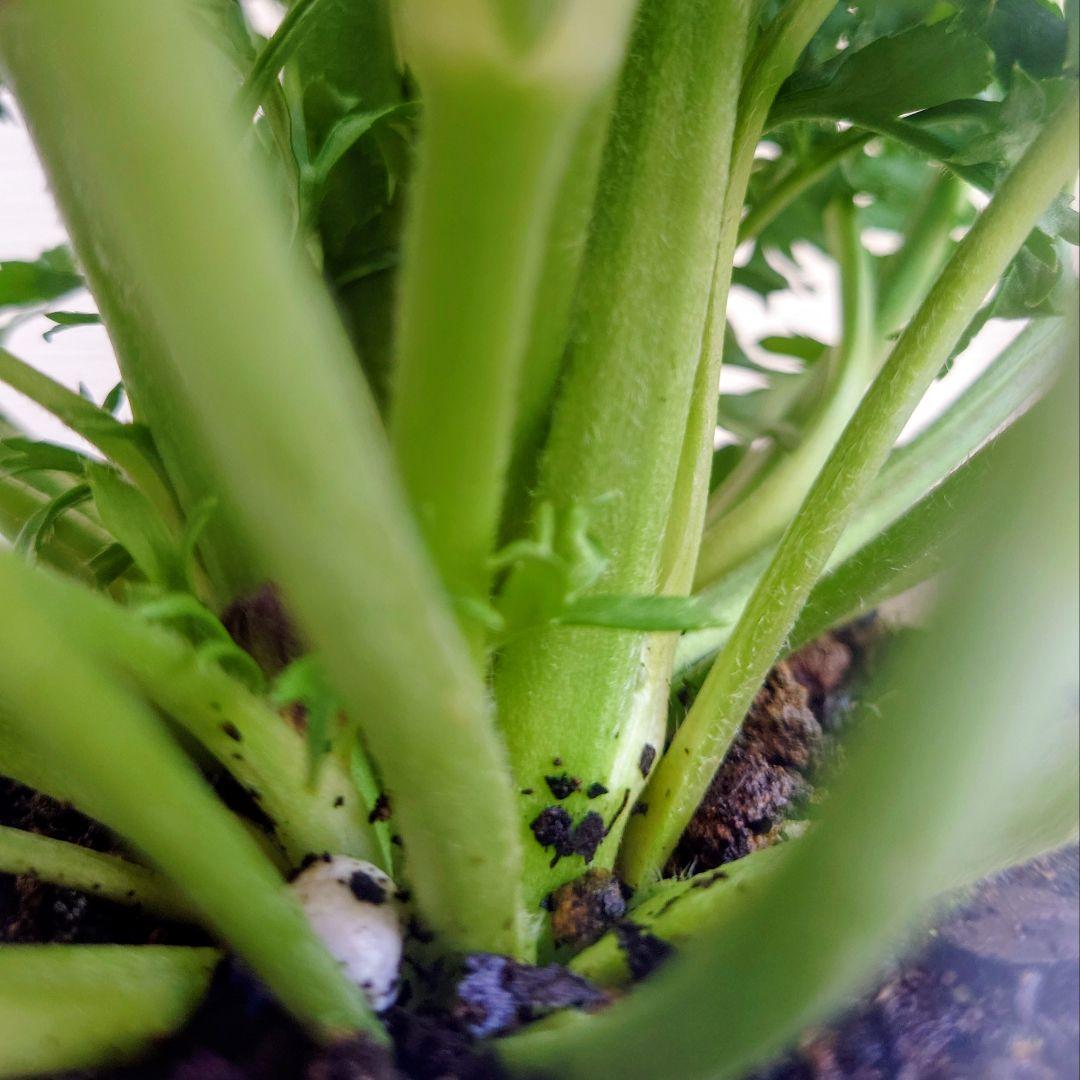 宿根草【タグ付】ラナンキュラスポンポン『マルヴァ』超大輪【５号】ポット苗　発送♪