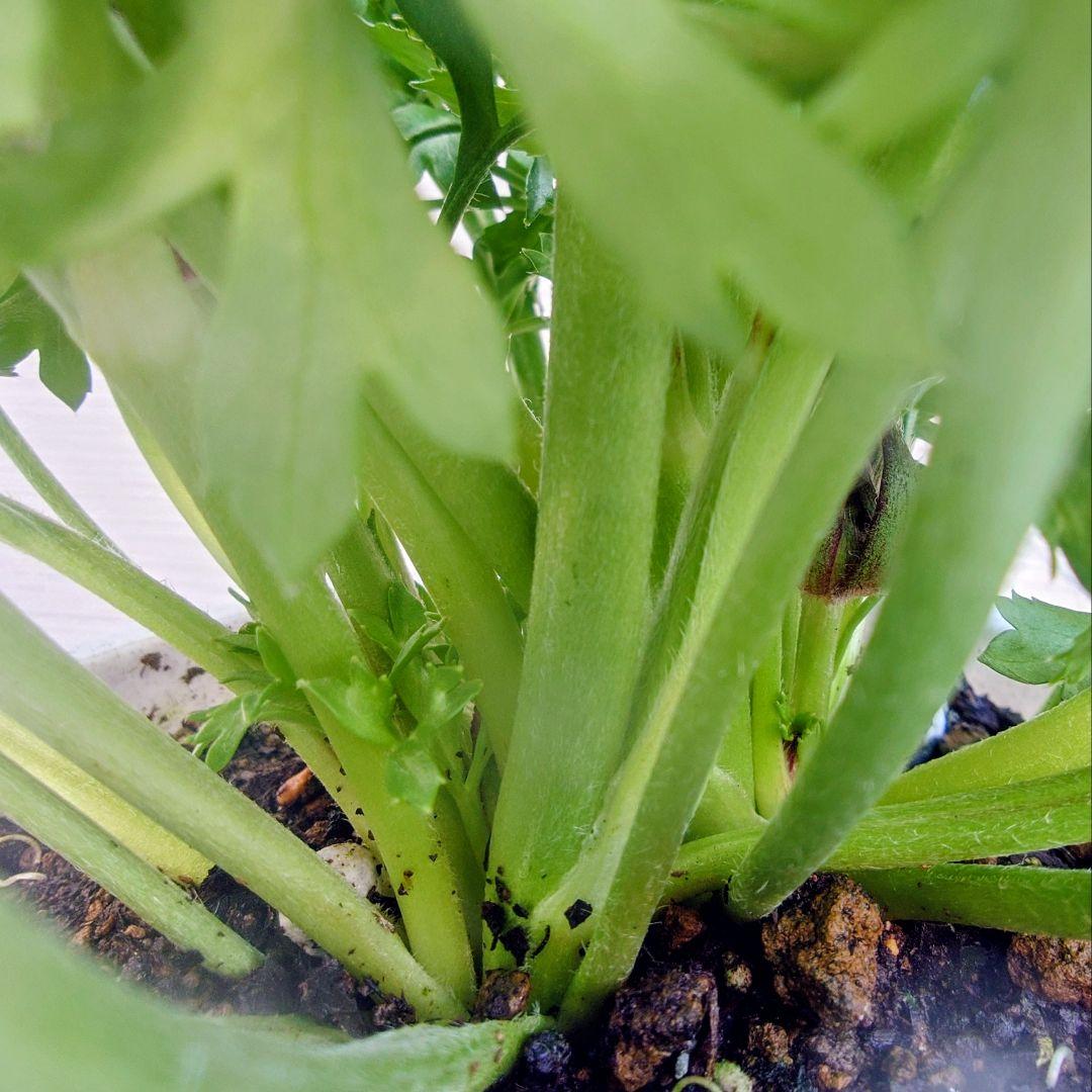 宿根草【タグ付】ラナンキュラスポンポン『マルヴァ』超大輪【５号】ポット苗　発送♪